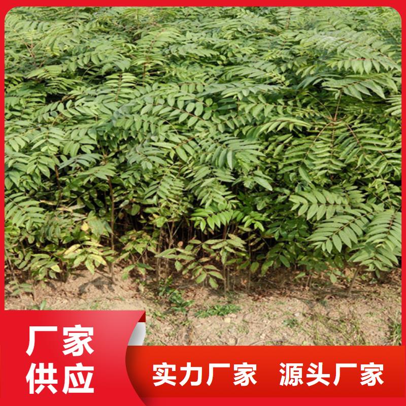 香椿-【苹果苗】工厂批发