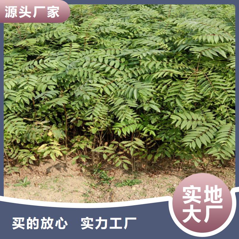 【香椿】花椒苗性能稳定