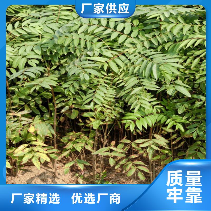 香椿樱桃苗产品细节