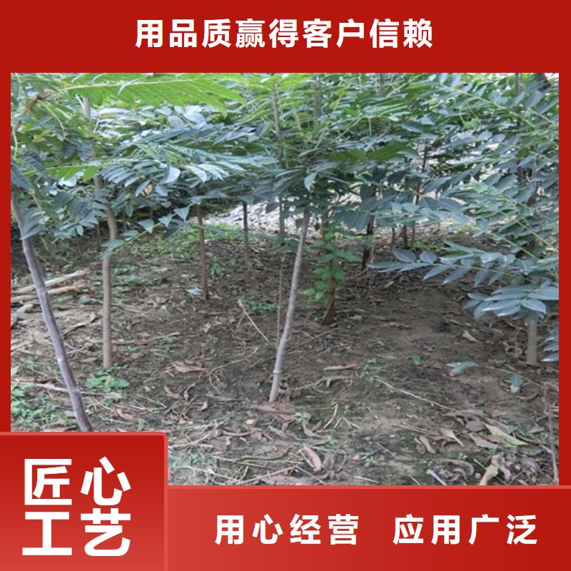 香椿,苹果苗一周内发货