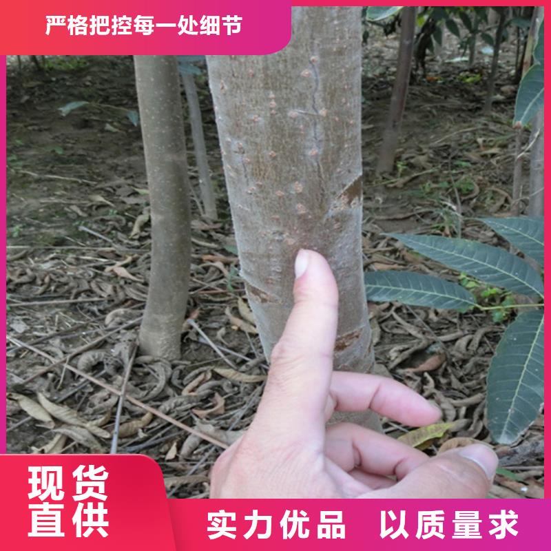 香椿_苹果苗优质材料厂家直销