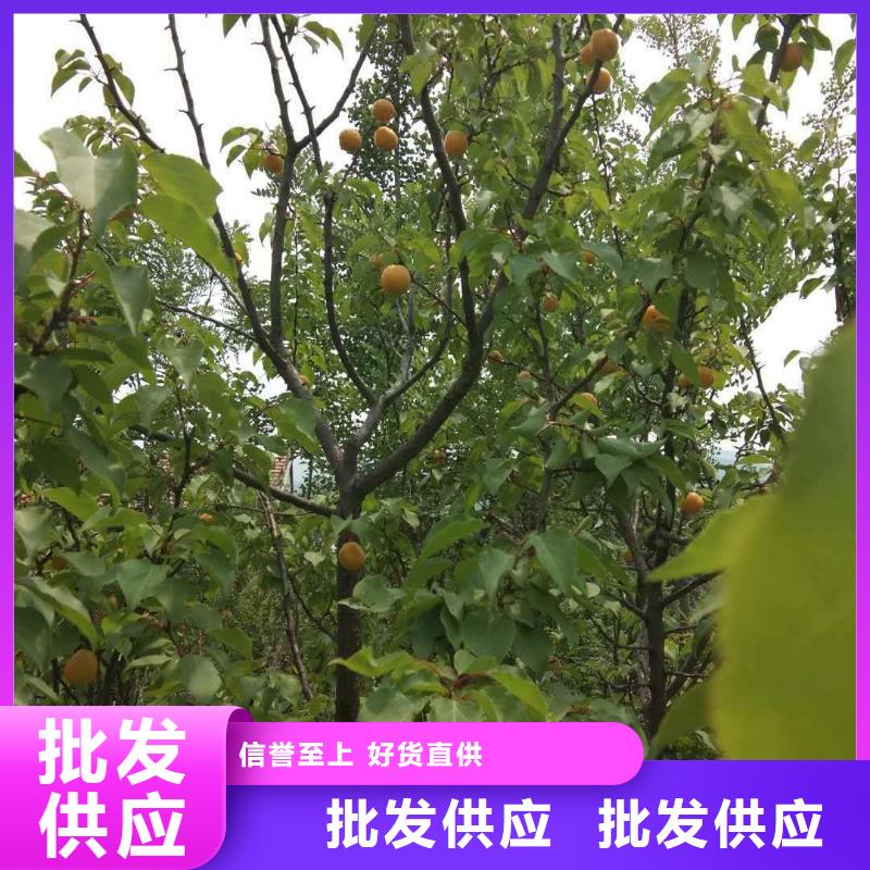 【杏】玛瑙红石榴苗优质原料