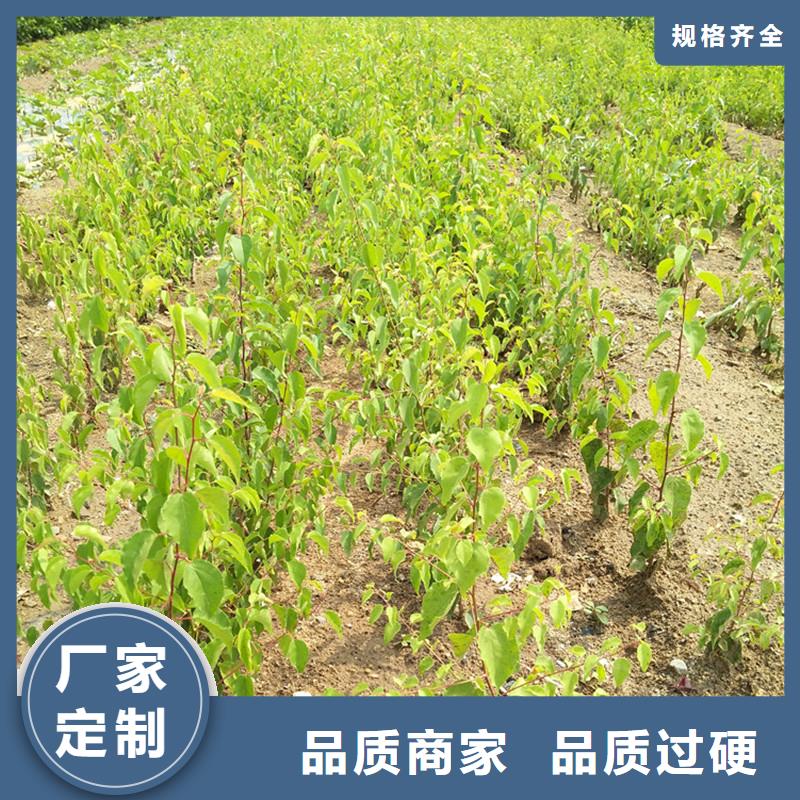 杏【红石榴苗基地】专业按需定制