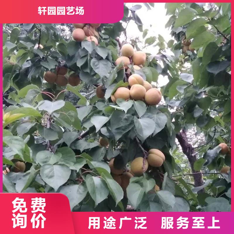 杏樱桃苗追求细节品质