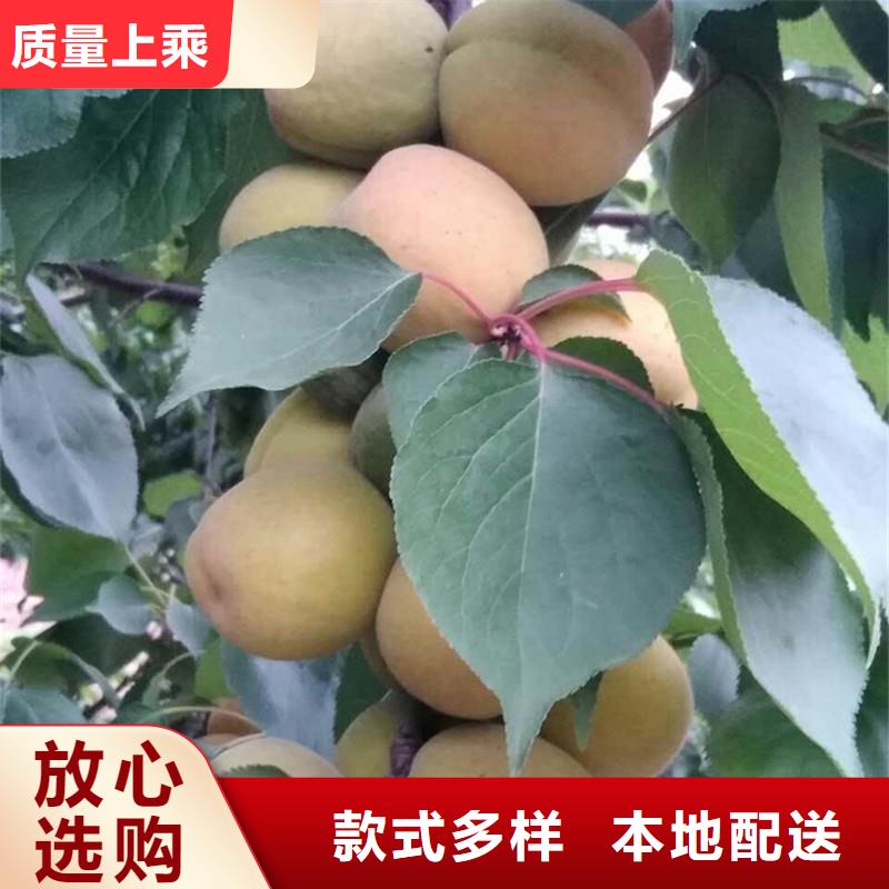 杏【红石榴苗基地】专业按需定制