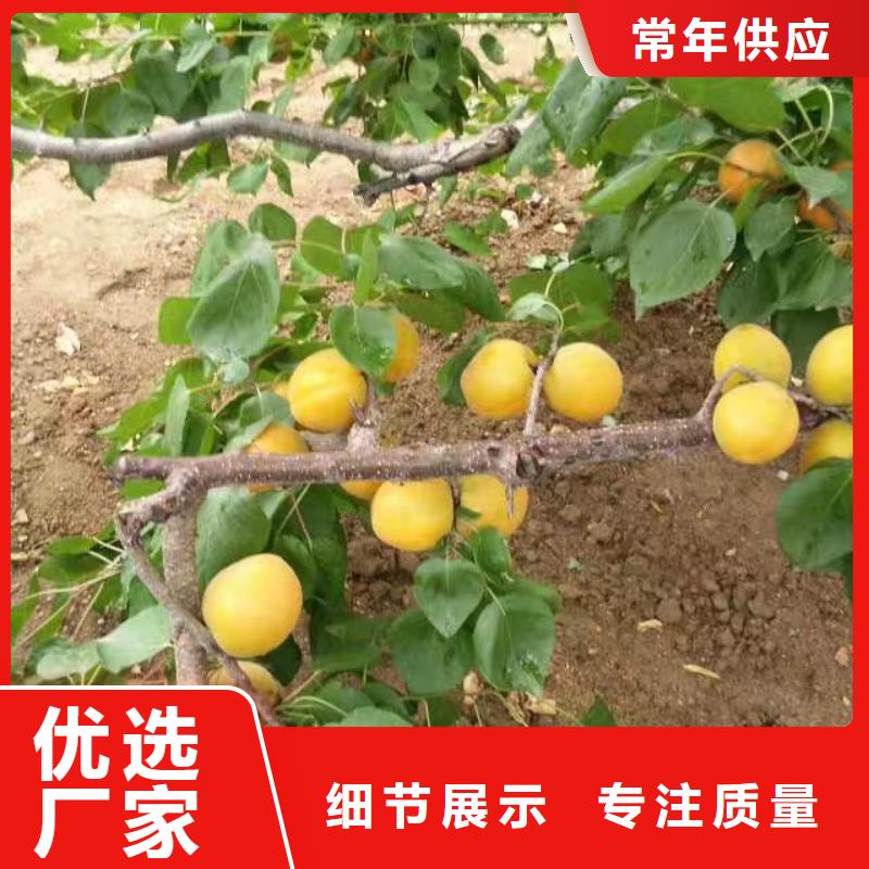 《抚顺》 当地 杏葡萄苗品质优选