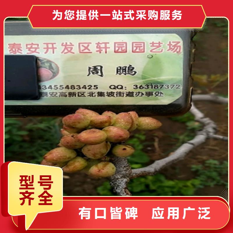 开心果_苹果苗使用方法