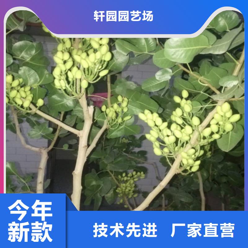 开心果苹果苗精工打造