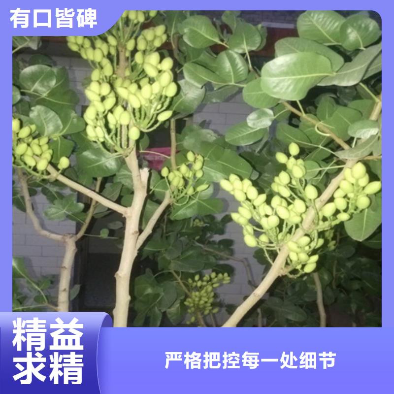 【开心果】梨树苗支持加工定制