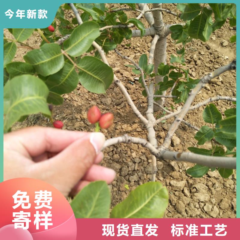 开心果苹果苗出厂价