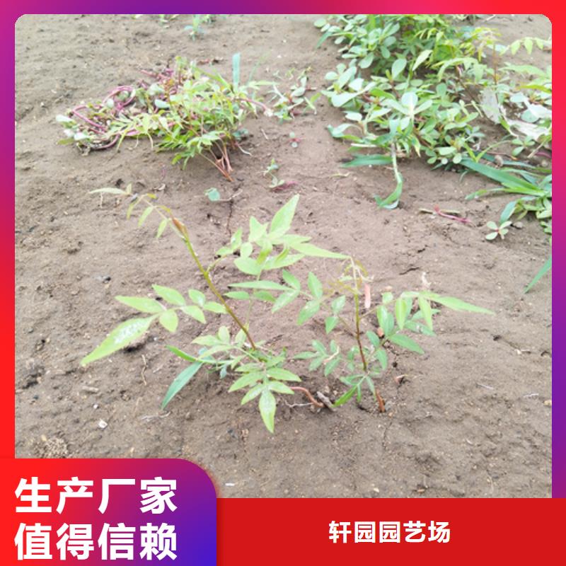 开心果苹果苗每个细节都严格把关