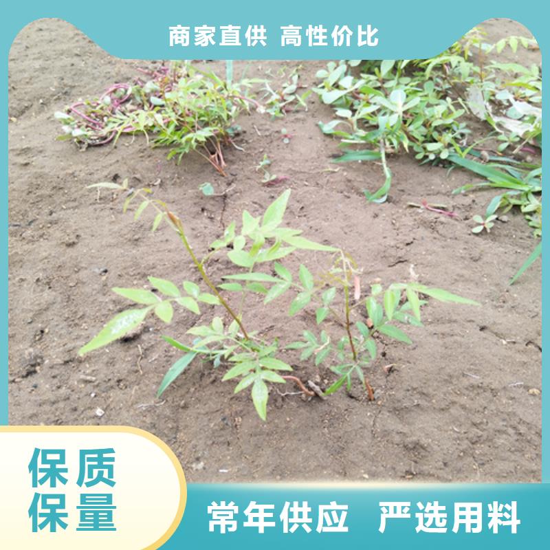 开心果-苹果苗使用方法