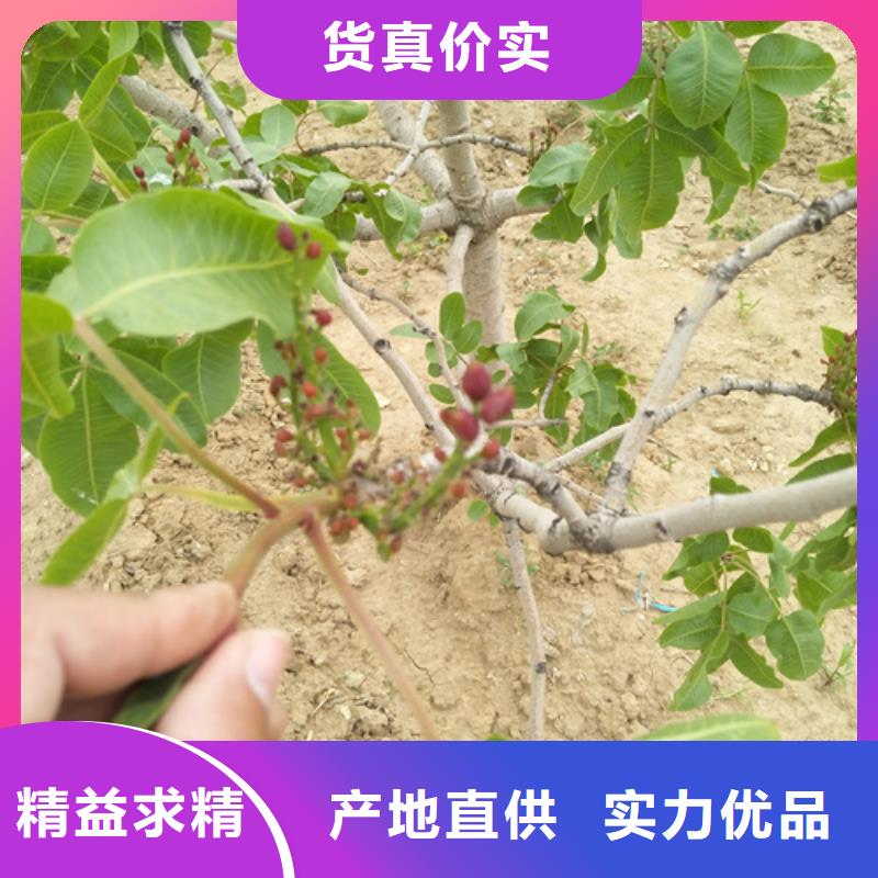 开心果苹果苗精工打造