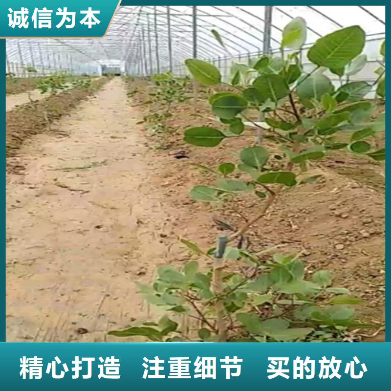 开心果【红石榴苗基地】信誉有保证