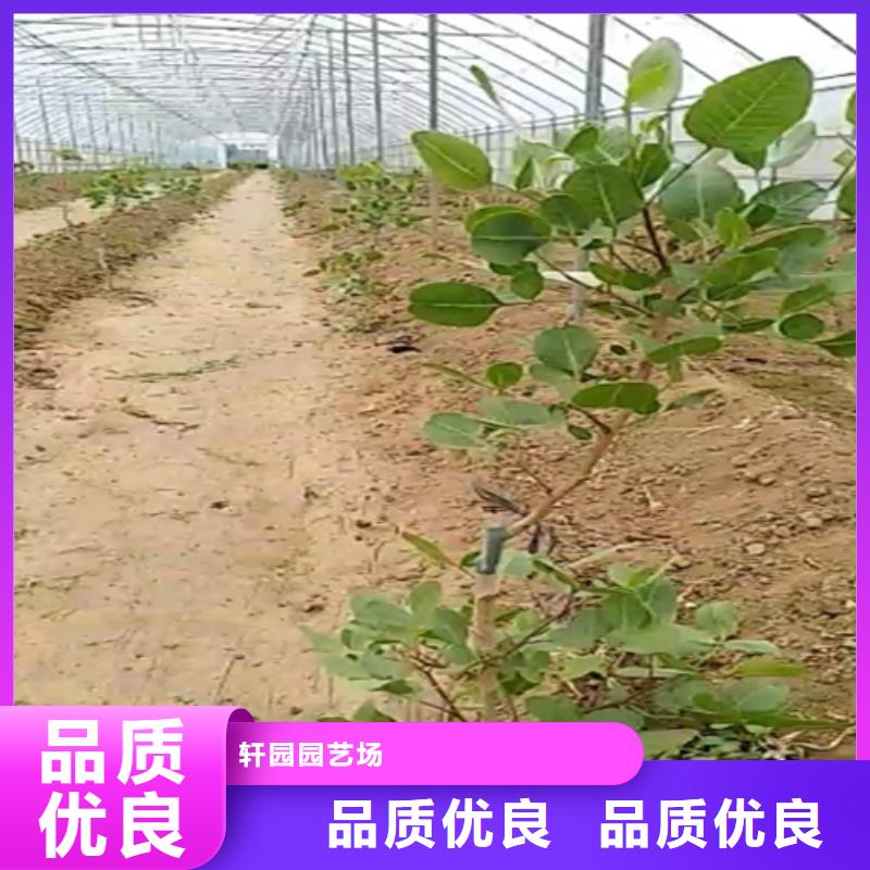 【开心果】梨树苗支持加工定制