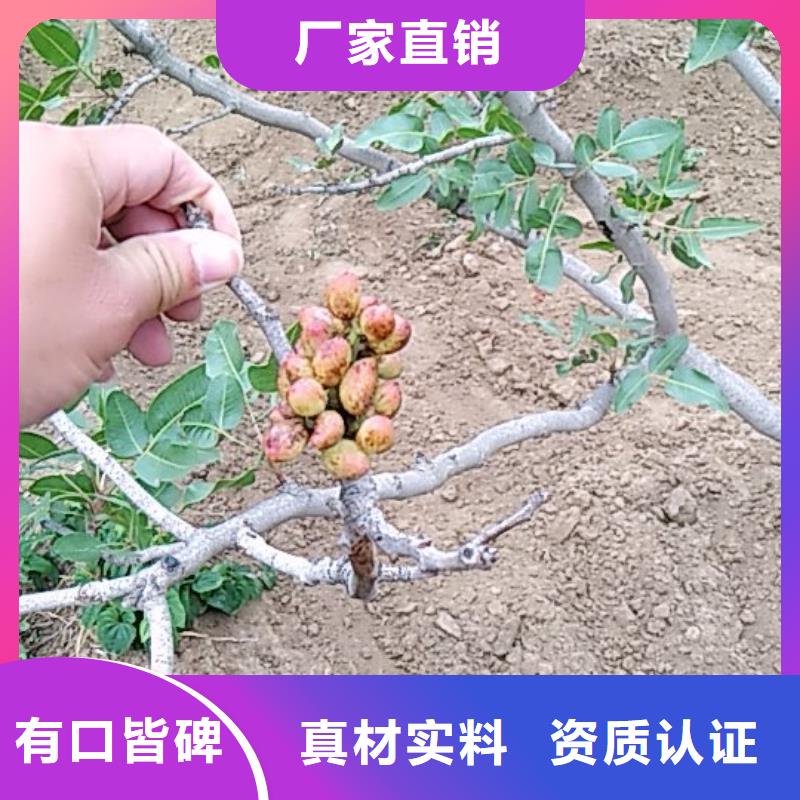 开心果【红石榴苗基地】信誉有保证