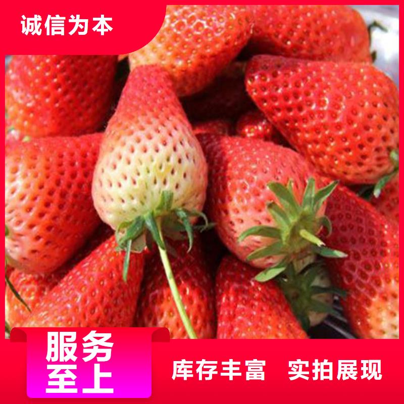 【草莓苗】桃树苗厂家直销大量现货