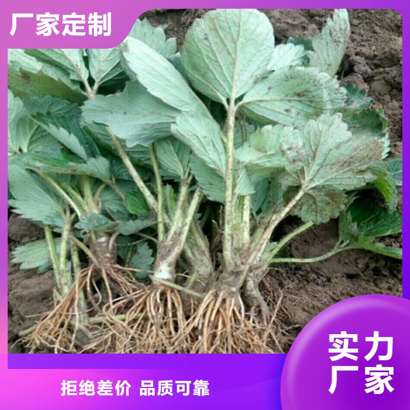 【草莓苗】大棚草莓苗采购