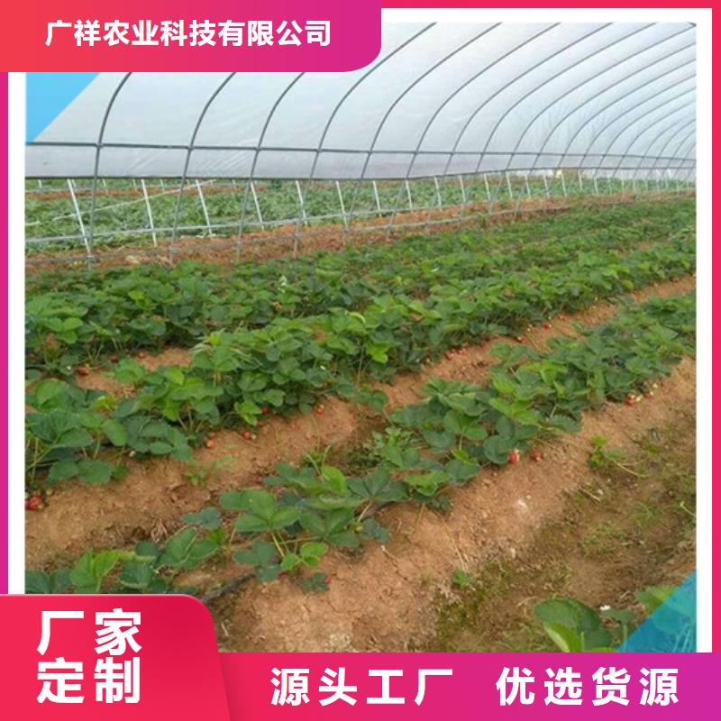 【草莓苗】桃树苗厂家直销大量现货