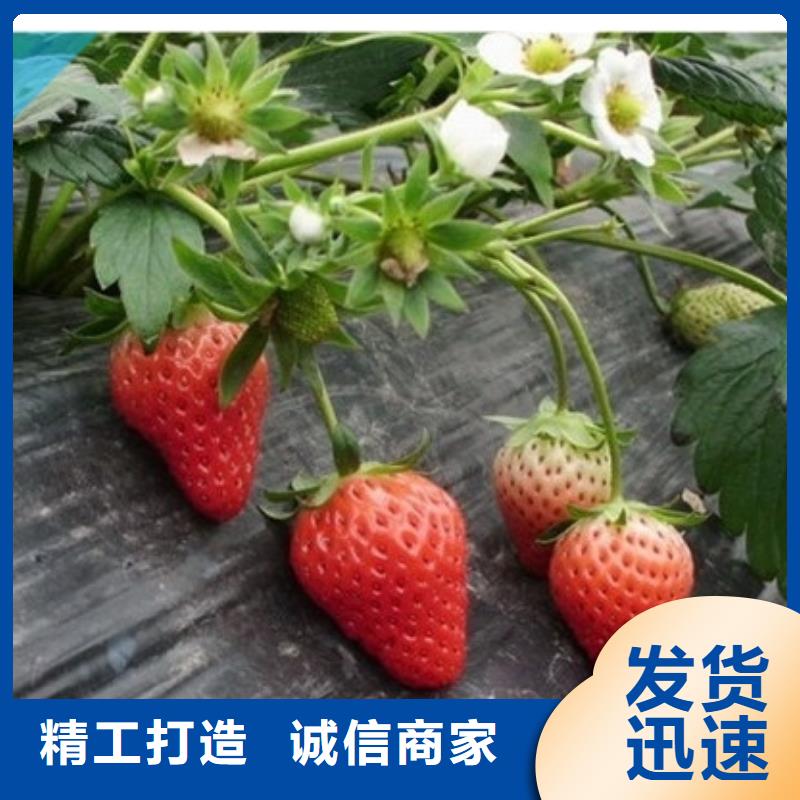 草莓苗,【红蜜桃树苗】追求细节品质