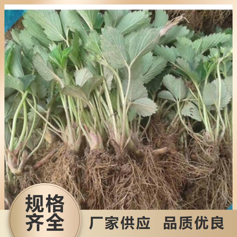 草莓苗【苹果苗】免费寄样