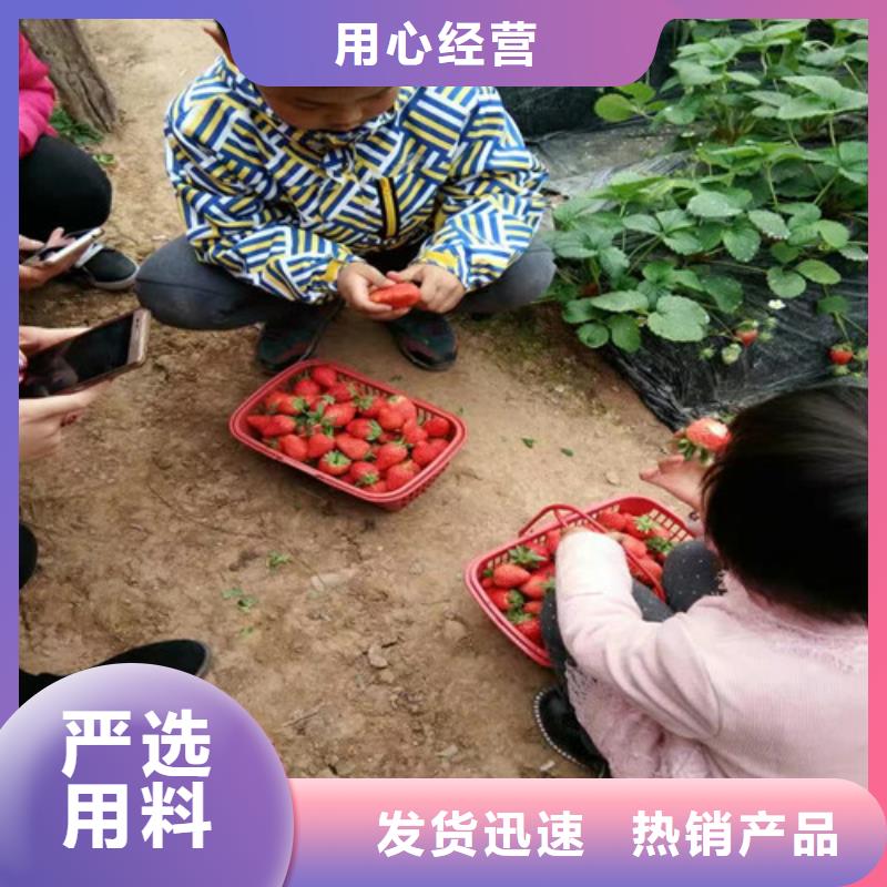 【草莓苗】桃树苗厂家直销大量现货