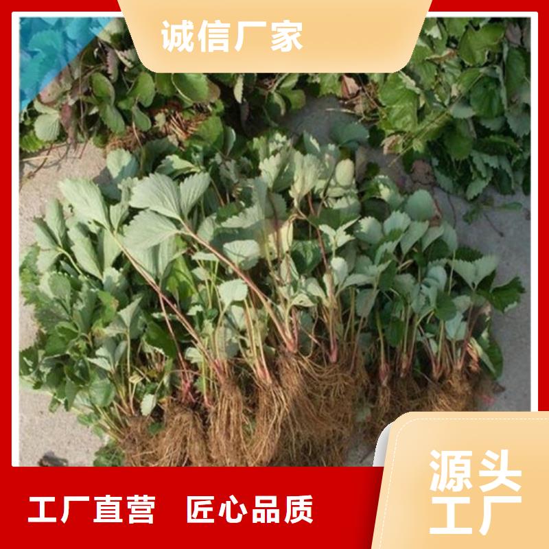 草莓苗,【草莓】实拍品质保障