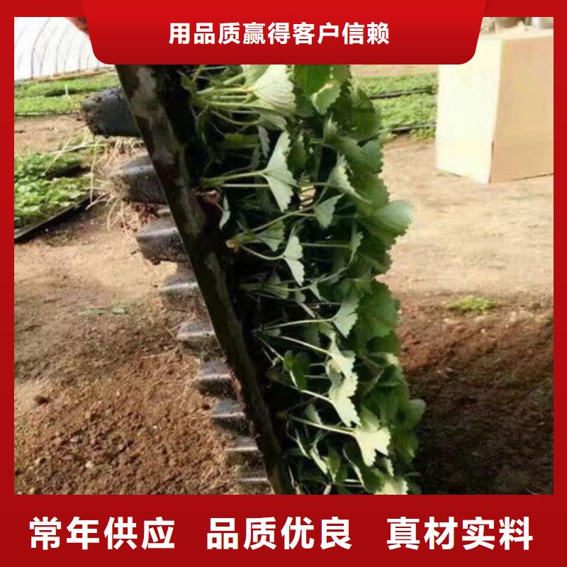 【草莓苗】,无籽葡萄树苗按需定制