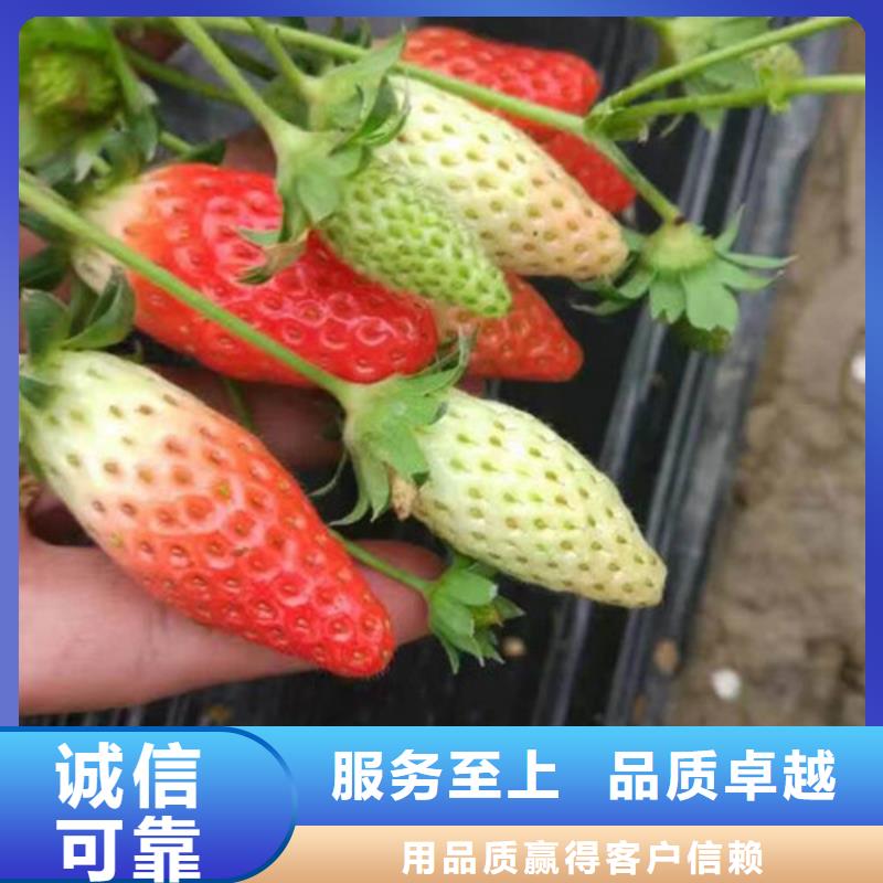 草莓苗果树苗货品齐全