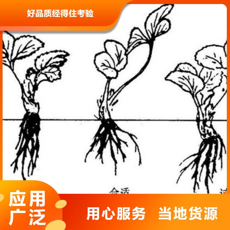 草莓苗果树苗联系厂家