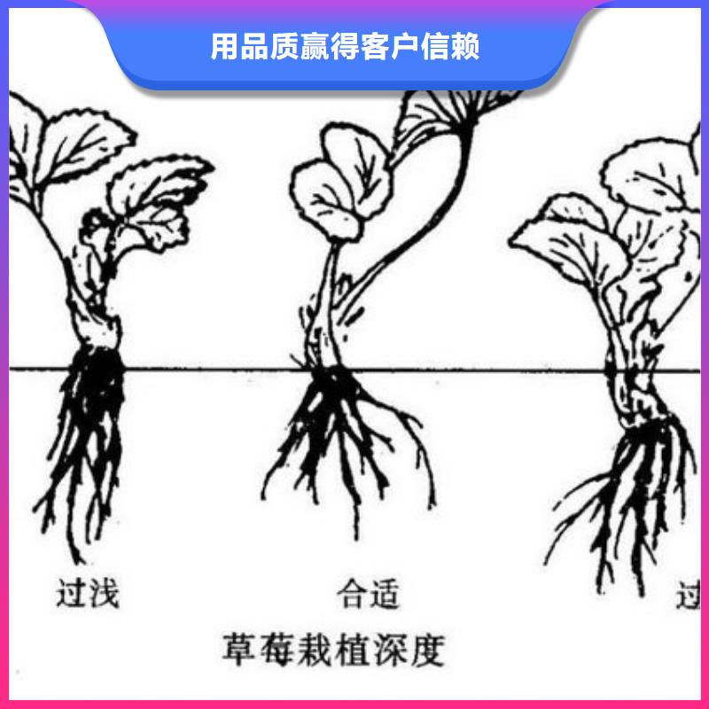 草莓苗草莓苗价格原厂制造