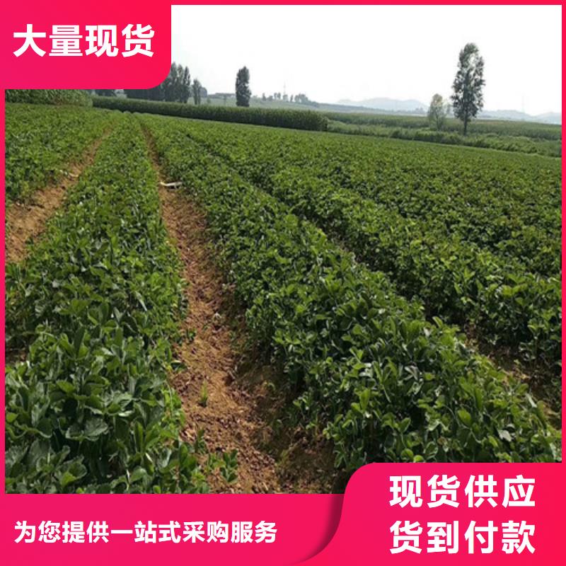 草莓苗【红蜜桃树苗】厂家工艺先进