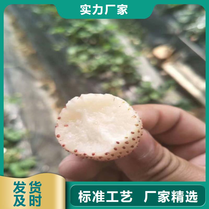 草莓苗,【草莓苗价格】放心购