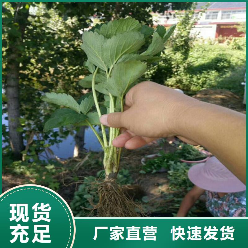 【草莓苗】桃树苗厂家直销大量现货