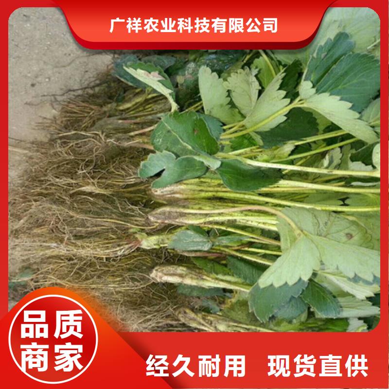 【草莓苗】桃树苗厂家直销大量现货