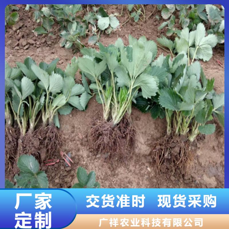 草莓苗桃树苗基地现货满足大量采购