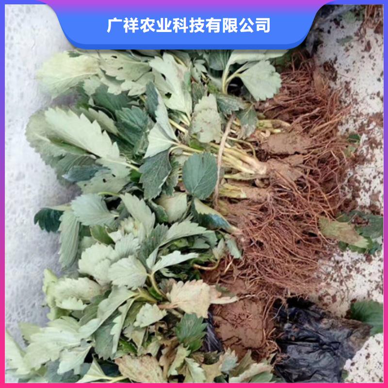 草莓苗大棚草莓苗当日价格