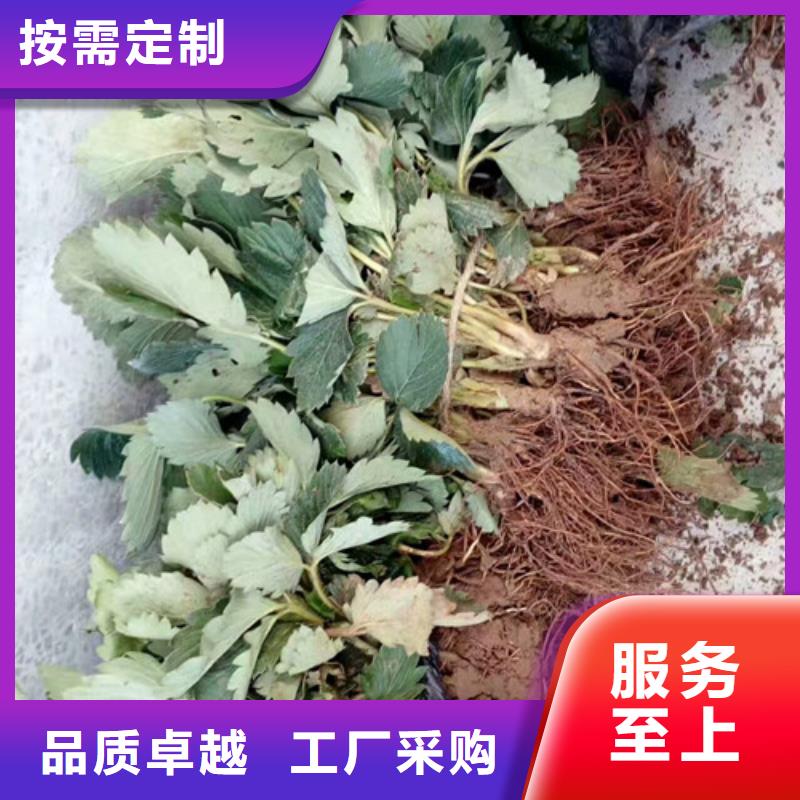 草莓苗,柱状梨树苗材质实在