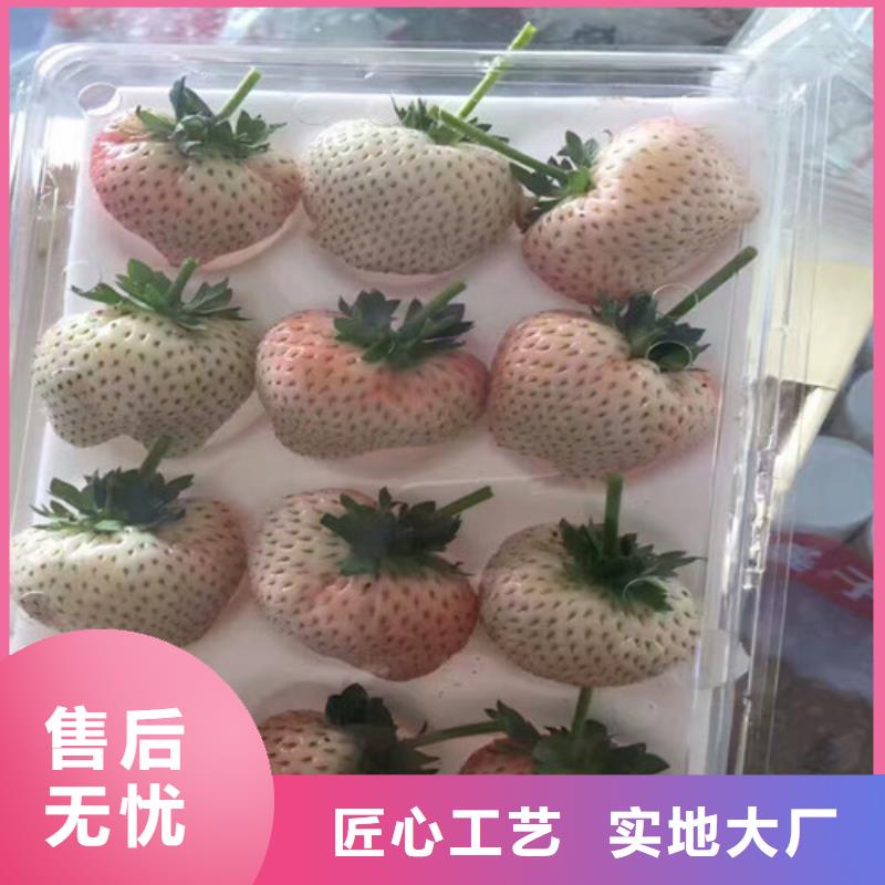 草莓苗蓝宝石葡萄苗N年大品牌