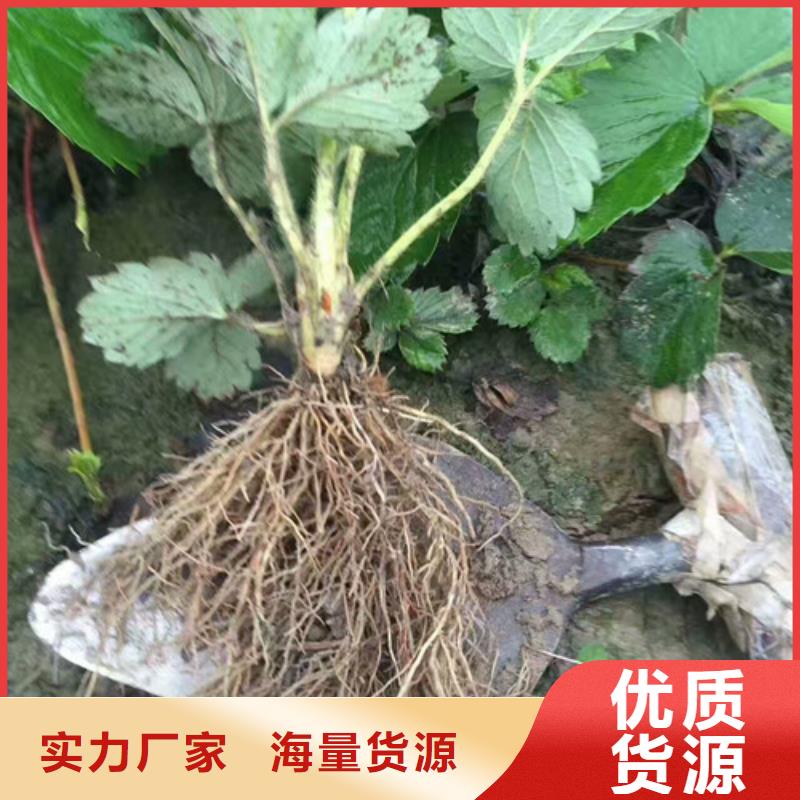 草莓苗_蓝宝石葡萄苗品牌企业