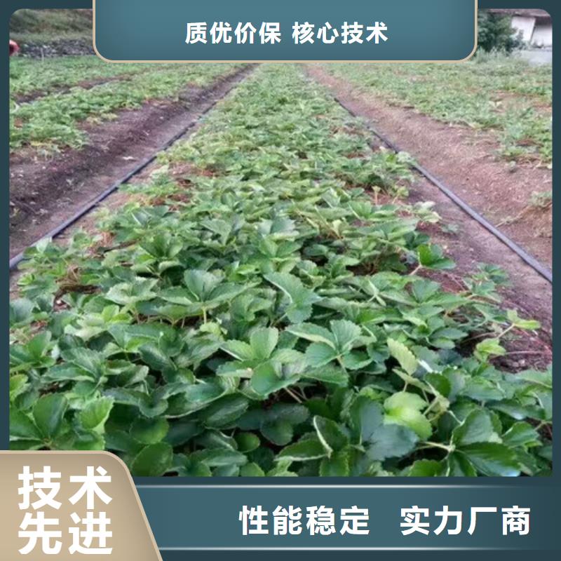 草莓苗红富士苹果树苗48小时发货