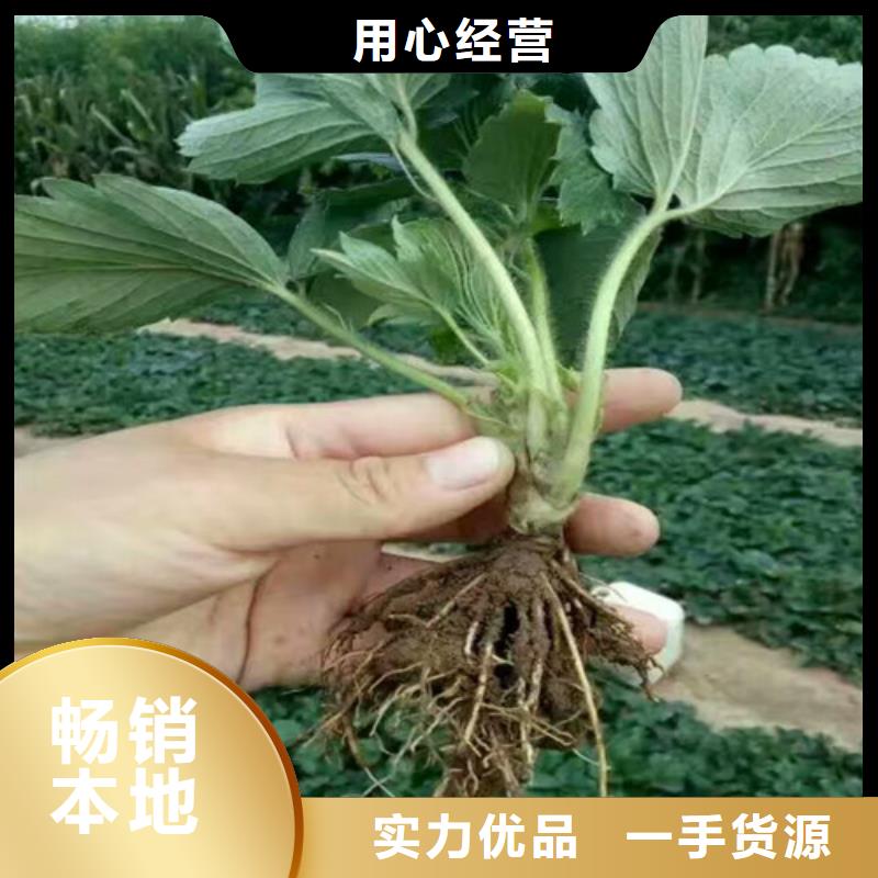 草莓苗红颜草莓品质不将就