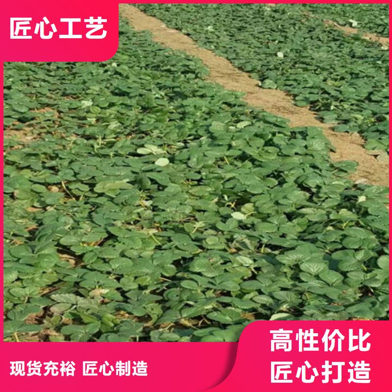 【草莓苗葡萄苗一站式供应厂家】