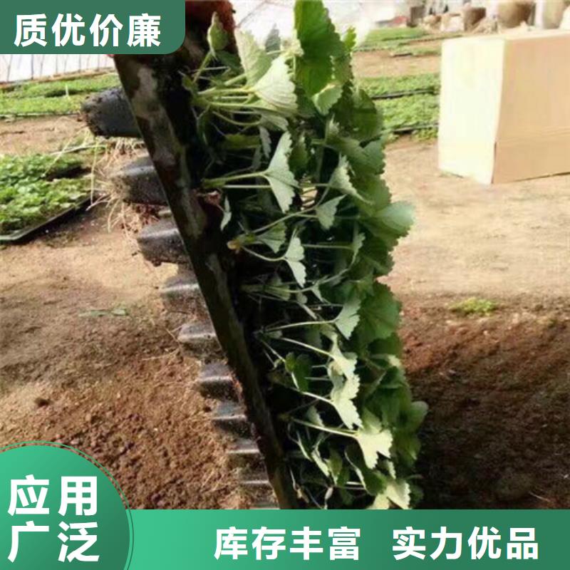 【草莓苗】草莓苗价格N年专注