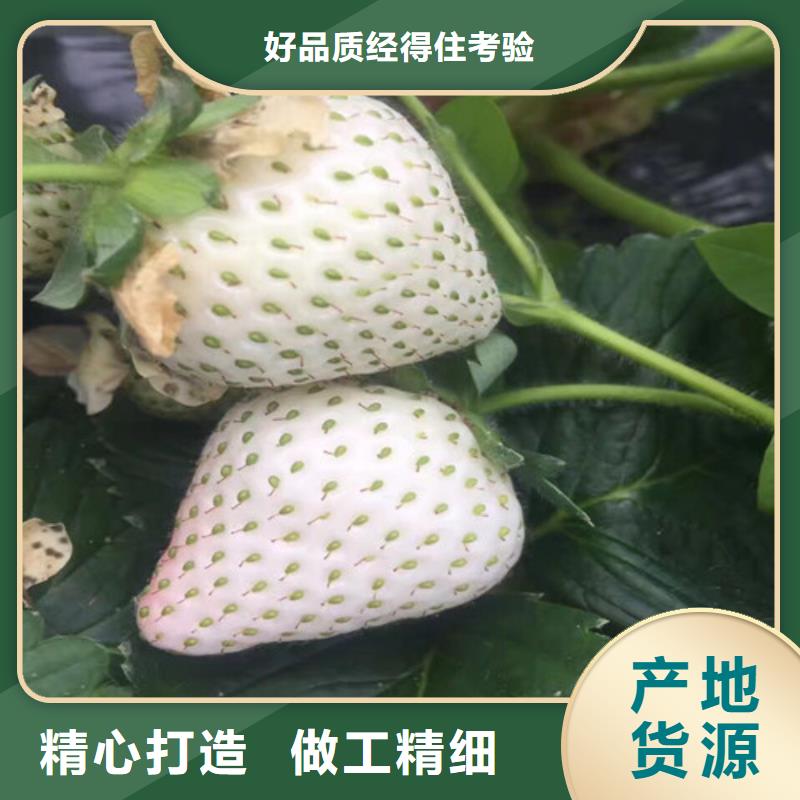 【草莓苗_果树苗厂家型号齐全】