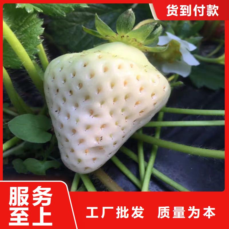 草莓苗果树苗货品齐全