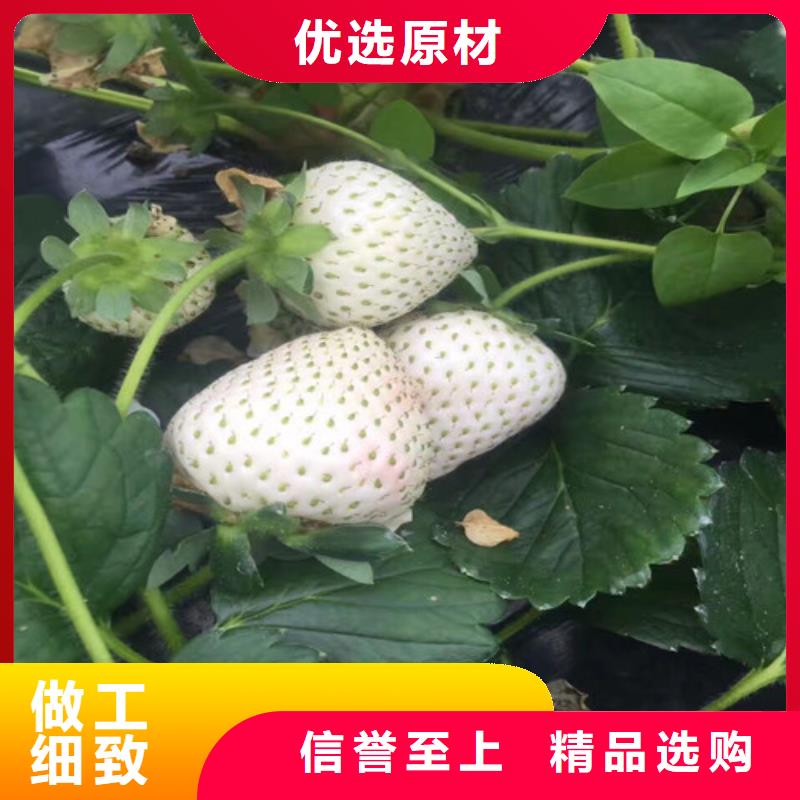 草莓苗,红蜜桃树苗市场行情