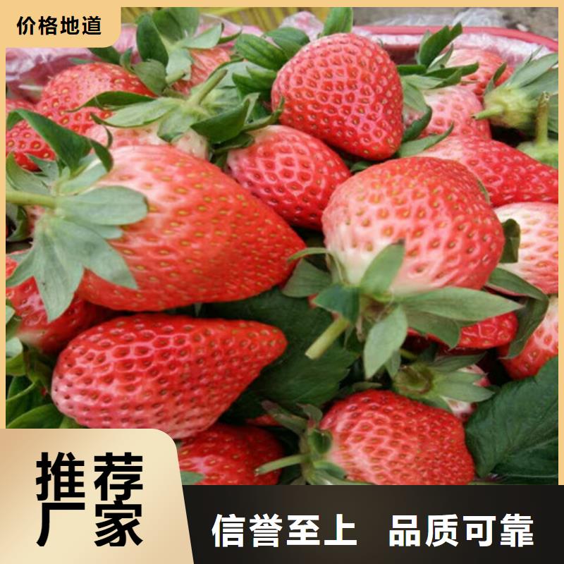 草莓苗-阳光玫瑰葡萄树苗定制定做