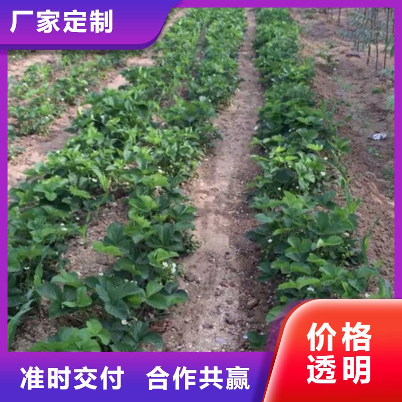 【草莓苗_天仙醉草莓苗通过国家检测】