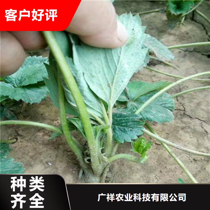 草莓苗果树苗批发基地货源直销